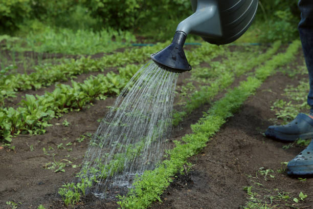 istock Young carrots in garden. 696605536