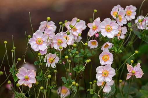 Closeup of Japanese Anemone (Windflower) flowers in pink with yellow stamens in garden (Anemone hupehensis vel japonica)
