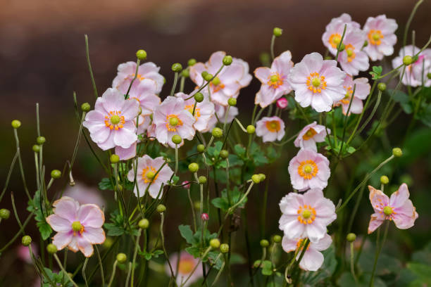 Japanese Anemone (Windflower) flowers in pink with yellow stamens in garden Closeup of Japanese Anemone (Windflower) flowers in pink with yellow stamens in garden (Anemone hupehensis vel japonica) japanese anemone windflower flower anemone flower stock pictures, royalty-free photos & images
