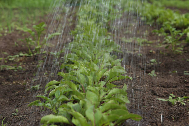 istock Young beetroots in garden. 696608340