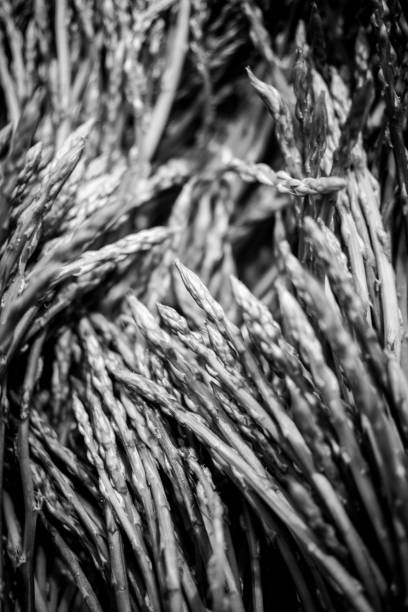 Asparagus. Abstract Nature Design. Inspirational Artistic Image. Fine Art. Black and White.