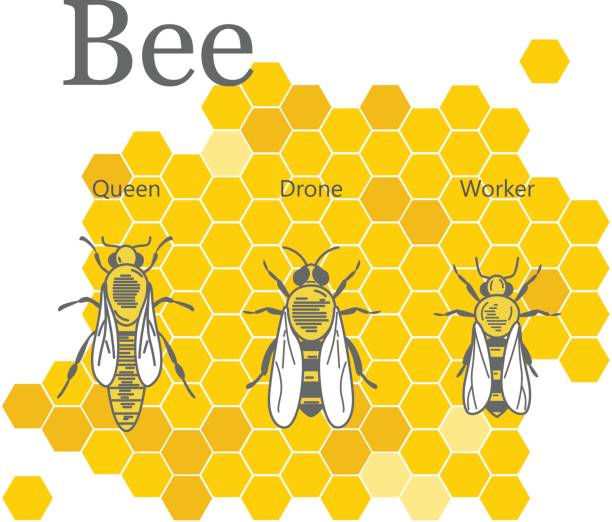 naukowy wizerunek pszczół na tle plastrów miodu - queen bee stock illustrations