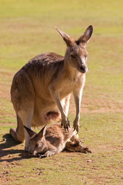 симпатичный кенгуру с joey вне сумки стоял на зеленом поле в тасмании, австралия - wallaby kangaroo joey tasmania стоковые фото и изображения