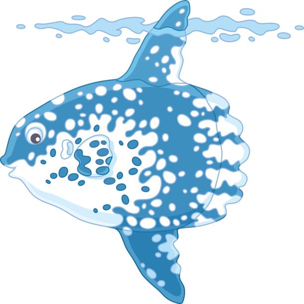 Fish-moon Vector illustration of a large tropical sunfish, on a white background opah stock illustrations