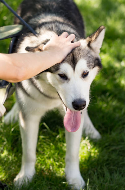 istock Petting the dog in the open air 696613752