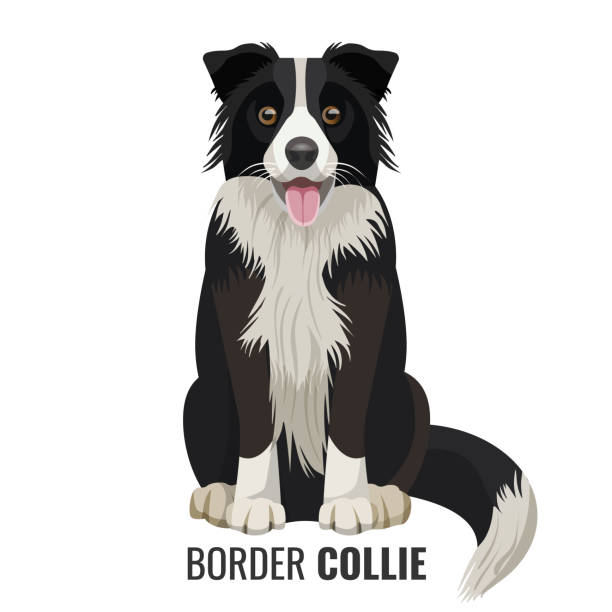 illustrazioni stock, clip art, cartoni animati e icone di tendenza di animale domestico border collie isolato su illustrazione vettoriale bianca - sheepdog