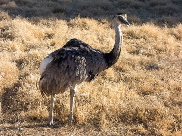 istock Rhea, South American Ostrich 696615448