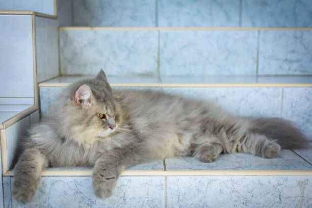 istock close up animal Persian cat sleeping in bed and light blur background 696620652