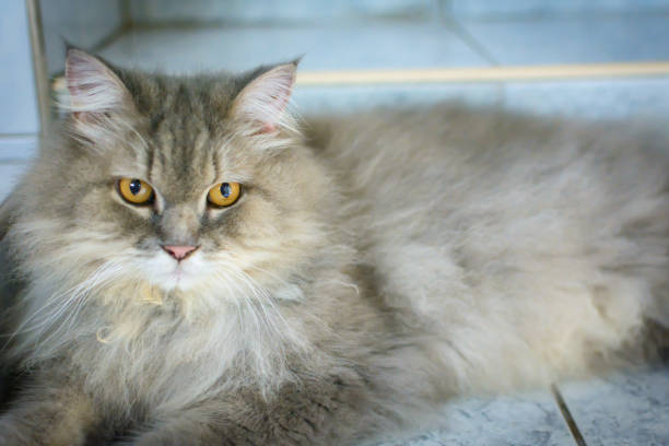 istock close up animal Persian cat sleeping in bed and light blur background 696620656