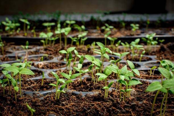 istock Seed growing  in a tray plant a tree 696620726