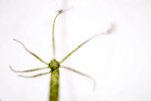 Photo of Hydra is a genus of small, fresh-water animals of the phylum Cnidaria and class Hydrozoa under the microscope for education.