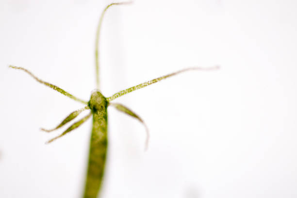 Hydra Is A Genus Of Small Freshwater Animals Of The Phylum Cnidaria And Class Hydrozoa Under The Microscope For Education Stock Photo - Download Image Now - iStock Hydra Is A Genus Of Small Freshwater Animals Of The Phylum Cnidaria And Class Hydrozoa Under The Microscope For Education Stock Photo - Download Image Now - iStock