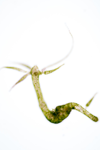 Hydra is a genus of small, fresh-water animals of the phylum Cnidaria and class Hydrozoa under the microscope for education.