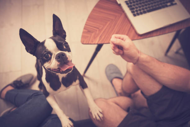 Boston terrier stock photo