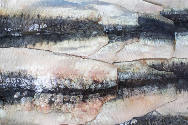 istock Sardine filets from Northeast Atlantic, Spain 696624158