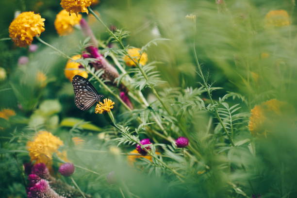 istock Closeup butterfly on marigold bush 696624282