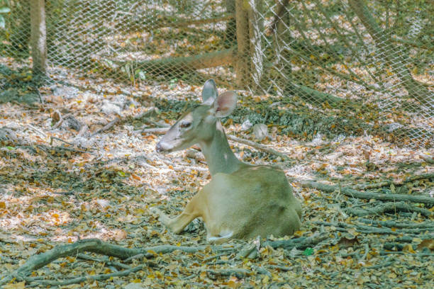 Grey deer resting Guayaquil, Ecuador
