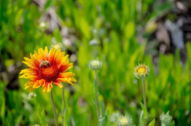 Blanketflower and bee