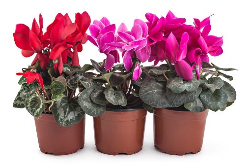 Spring cyclamen flowers, Cyclamen persicum in a flowerpot isolated on white background