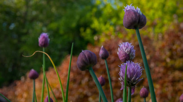 Purple Chives flower growing in garden beautiful Purple Chives flower growing in garden schnittlauch stock pictures, royalty-free photos & images