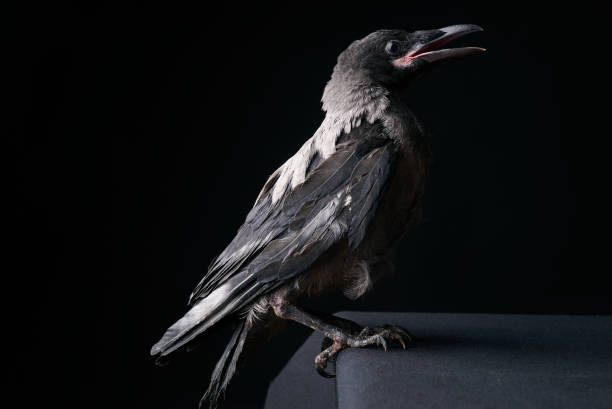 istock Young Carrion Crow, Corvus corone against black background 696635844