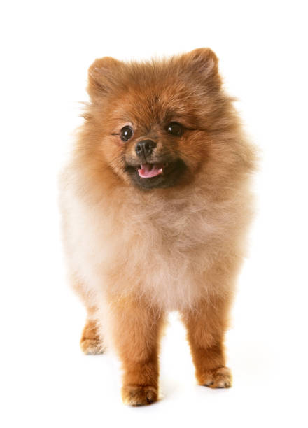 istock puppy pomeranian dog 696636134