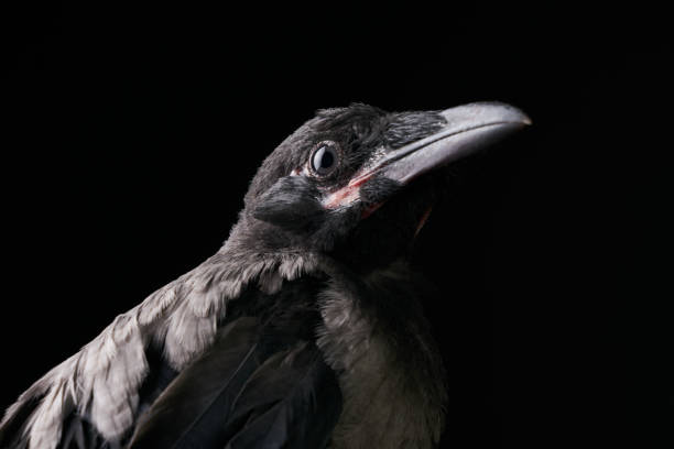 istock Young Carrion Crow, Corvus corone against black background 696636344