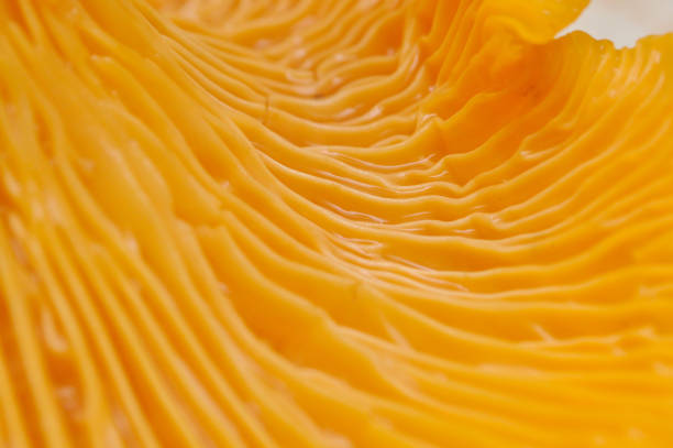 Chanterelle lamella close up. Beautiful and very bright, orange mushroom cantharellus tubaeformis stock pictures, royalty-free photos & images