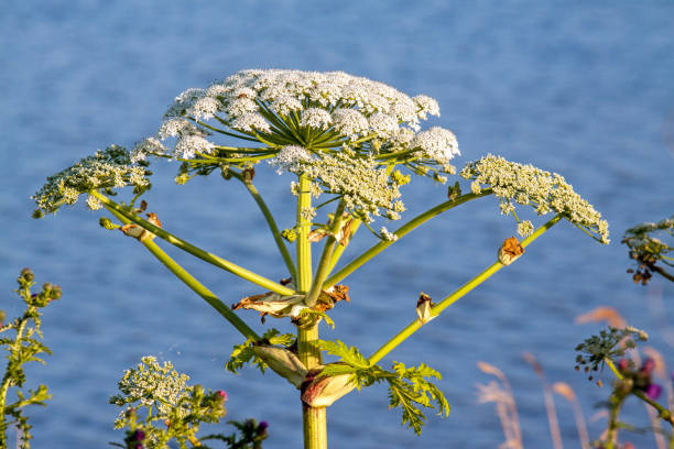 Close-up of a flower of giant hogweed (Heracleum mantegazzianum), or giant cow parsley on a lakeside; the plant is known to be toxic and cause skin burns, blistering and alergic reactions