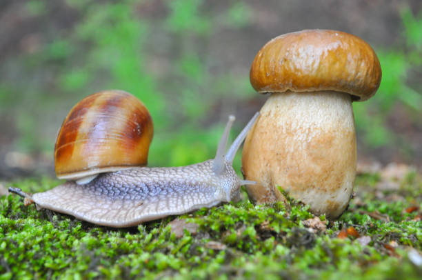 istock Big snail and cap mushroom in forest. 696639962