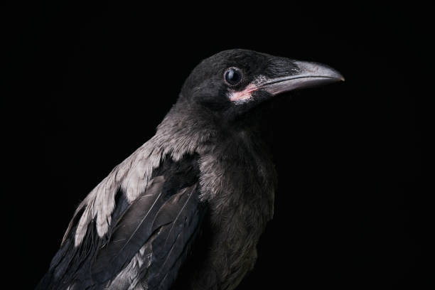 istock Young Carrion Crow, Corvus corone against black background 696640274