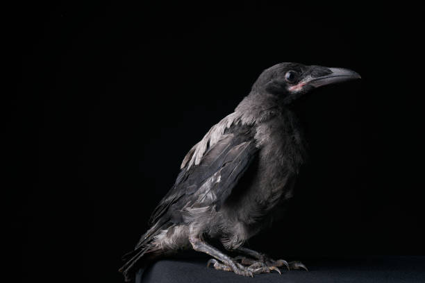 istock Young Carrion Crow, Corvus corone against black background 696640646