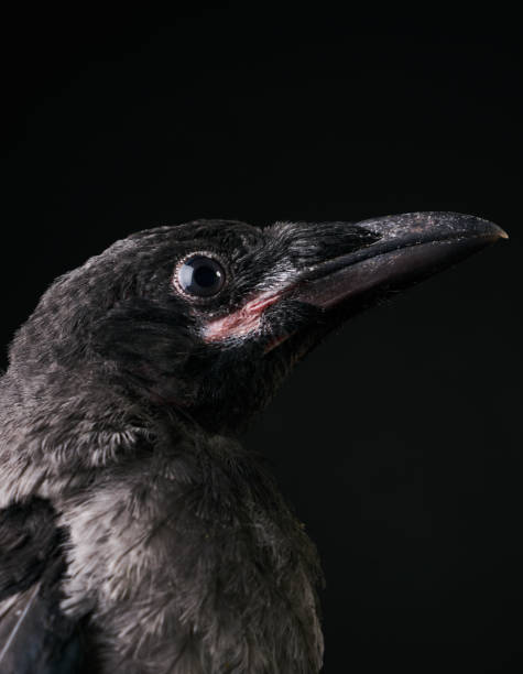 istock Young Carrion Crow, Corvus corone against black background 696642994