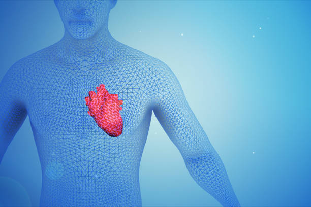 3d ilustracja ludzkiego serca w ciele - body care flash zdjęcia i obrazy z banku zdjęć