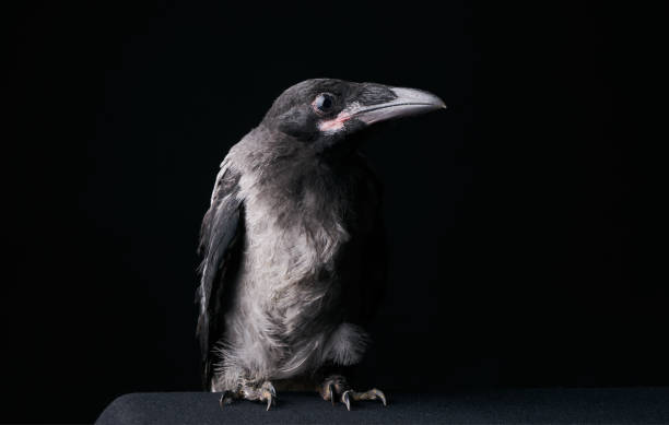 istock Young Carrion Crow, Corvus corone against black background 696643208