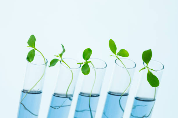 istock New life in test tubes 696643280