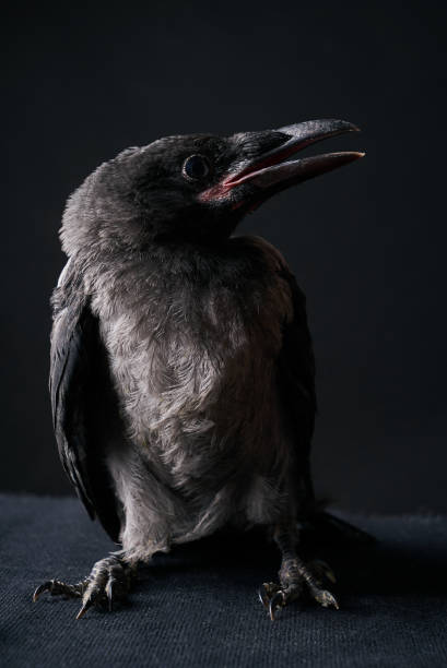 istock Young Carrion Crow, Corvus corone against black background 696643386