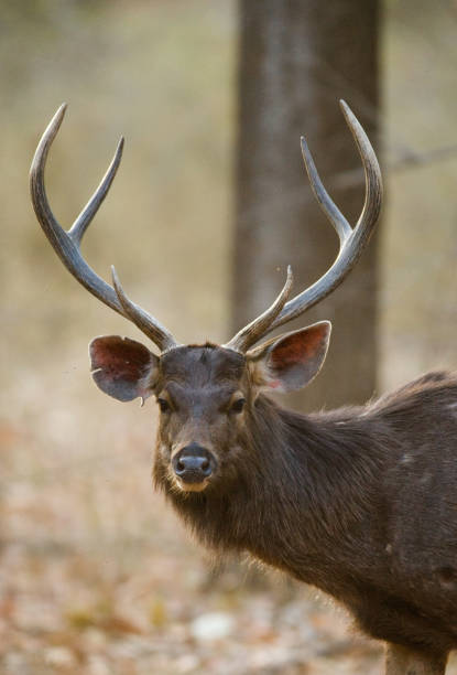 4,760 Sambar Deer Stock Photos, Pictures & Royalty-Free Images - iStock |  Red deer, Bearded pig, Wild boar