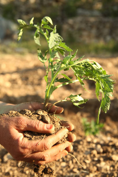 manos de plantación de tomate plántula - tomato human hand biologic field fotografías e imágenes de stock