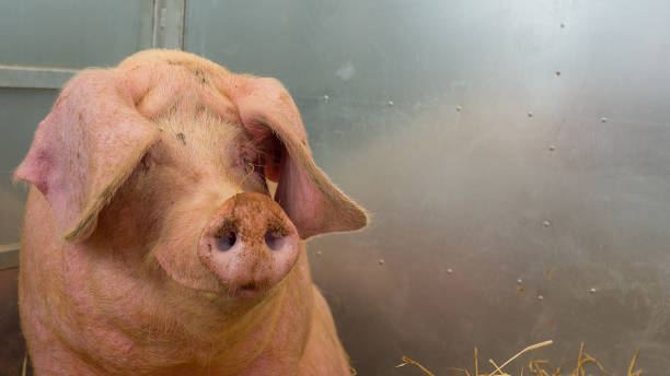 istock Young pig on hay and straw at pig show 696647466