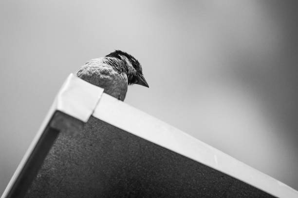 istock Small bird sparrow sitting on the roof and looking 696650284
