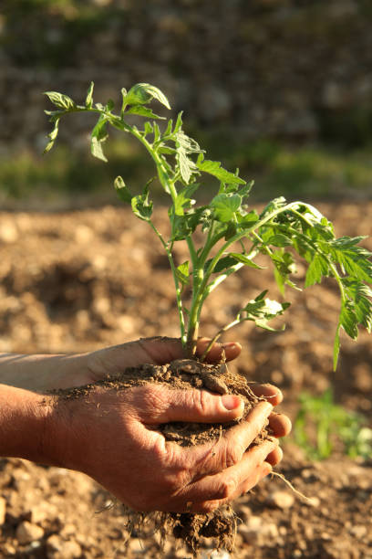 manos de plantación de tomate plántula - tomato human hand biologic field fotografías e imágenes de stock