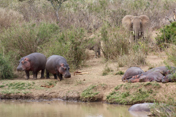 istock Hippos and elephants on the river bank 696651182