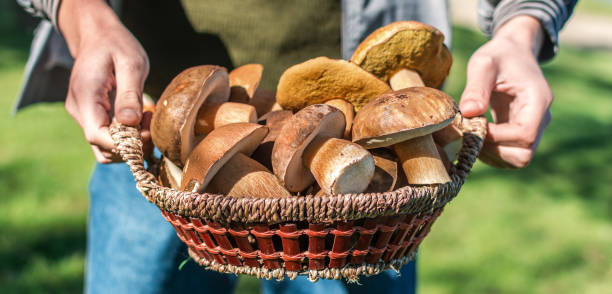 istock Boletus mushrooms in basket 696651236
