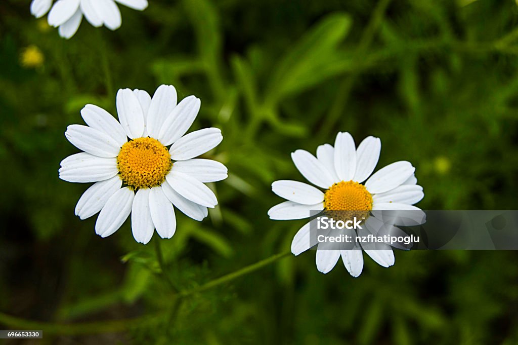 Flores De Margarita Fotos De Flores De Margarita Para El Día De Los Amantes Las Margaritas Naturales Más Maravillosas Para Web Diseño Foto de stock y más banco de imágenes de Alegre - Flores De Margarita Fotos De Flores De Margarita Para El Día De Los Amantes Las Margaritas Naturales Más Maravillosas Para Web Diseño Foto de stock y más banco de imágenes de Alegre -