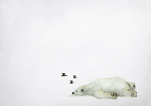 ręcznie rysowane akwarele malarstwo śpiącego niedźwiedzia polarnego na szarym tle. - polar bear arctic animal snow stock illustrations
