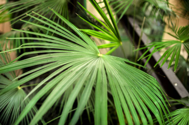 tropical plant