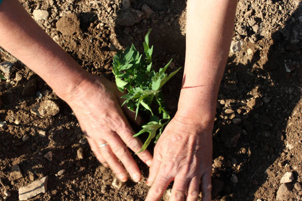manos de plantación de tomate plántula - tomato human hand biologic field fotografías e imágenes de stock