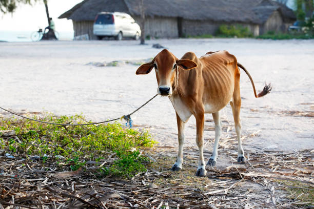 Cow in the African village Nungwi. Zanzibar stock photo