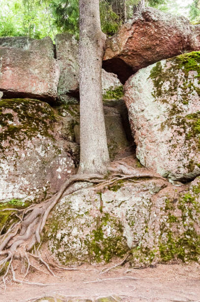 istock Tree growing on a rock with grafted roots and with moss on surface 696660994